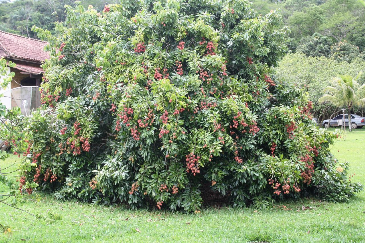 Hotel Fazenda Canario Da Terra Rio Novo Dış mekan fotoğraf